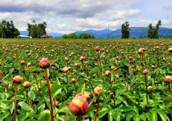 Southern Peony