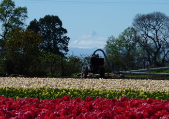 Southern Tulips